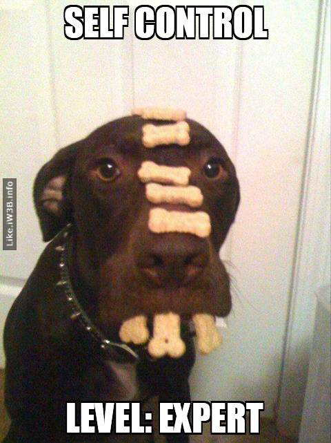 Dog - Self Control Level: Expert 