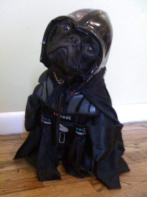 Dog costume - Darth Vader 