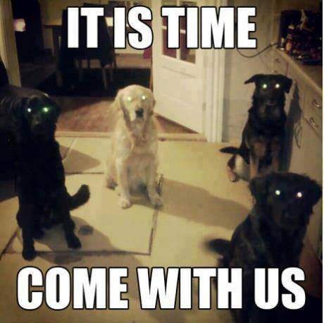 Dogs - Its time come with us! 