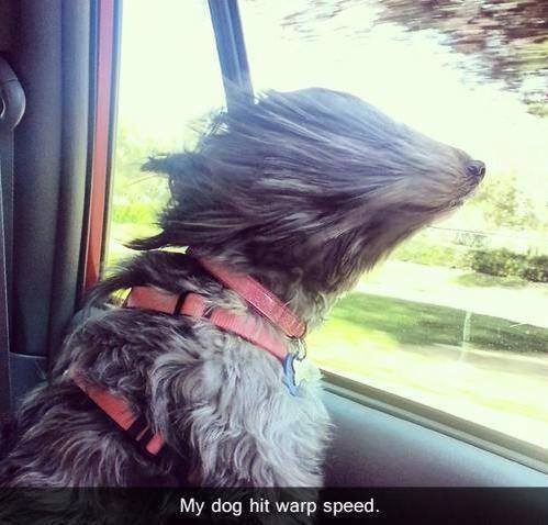 My dog hit warp speed