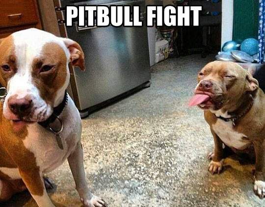 Pitbull Fight!