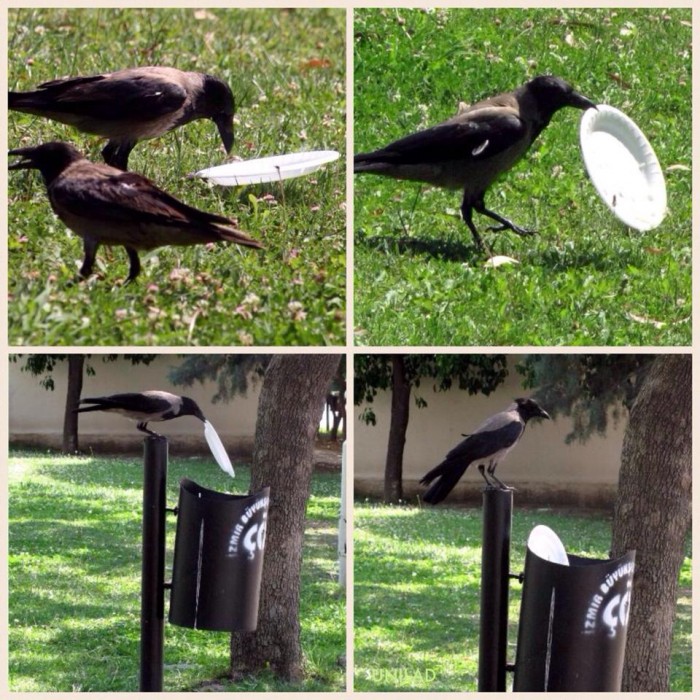 This crow cares about the environment...