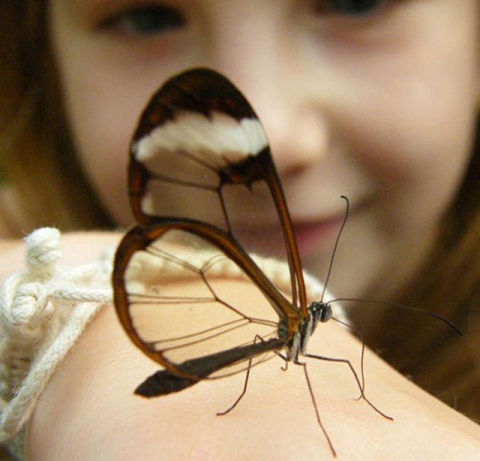 A Beautiful Transparent Butterfly