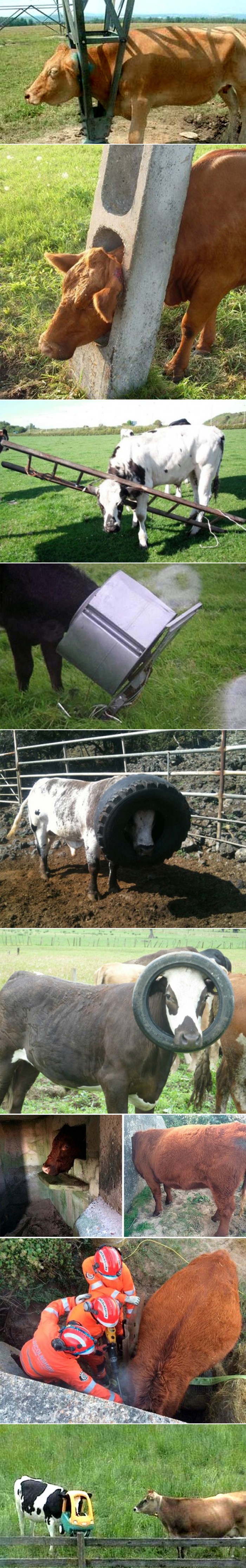 What's up with those cows sticking their heads where they shouldn't!?