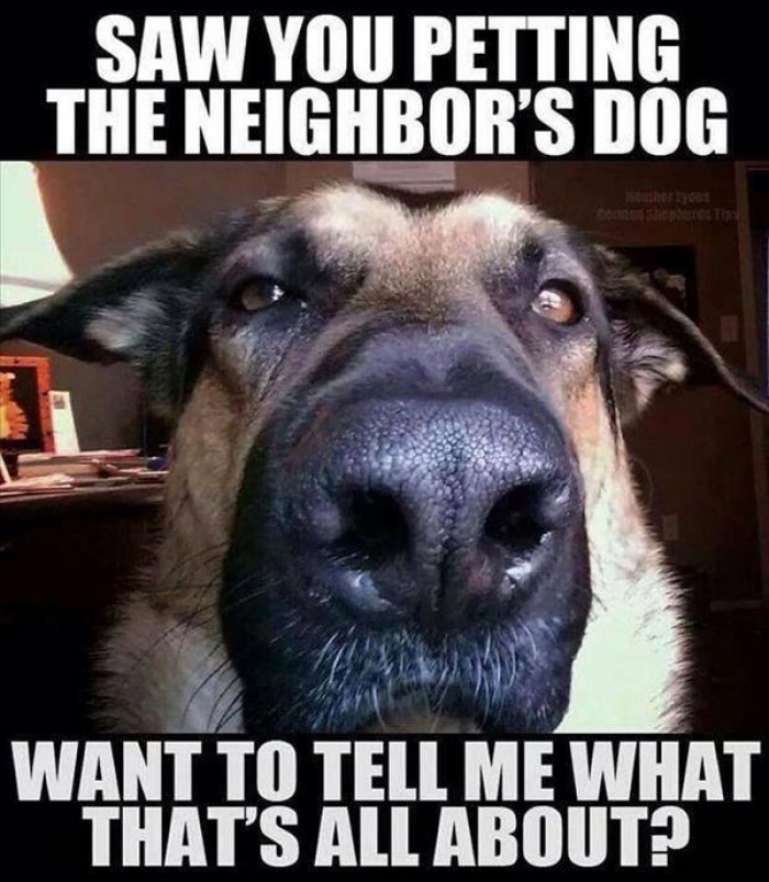 Saw you petting the neighbors dog. 