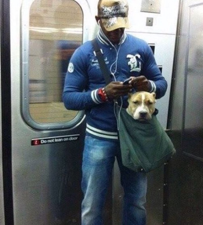The New York subway system bans canines