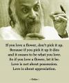 Osho - If you love a flower, don’t pick it up. Because if you pick it up it dies and it ceases to be what you love. So if you love a flower, let it be