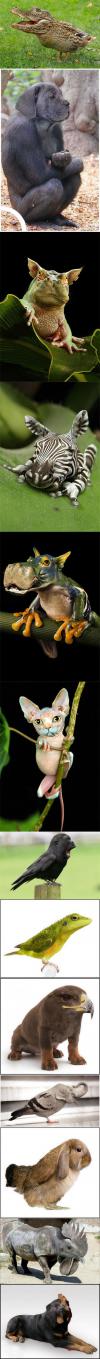 Animal Photoshop Hybrids