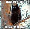 Cat - Leave me alone! Today I'm an owl