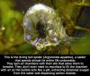 The diving bell spider (Argyroneta aquatica)