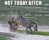 Not today! Zebra has decided to...