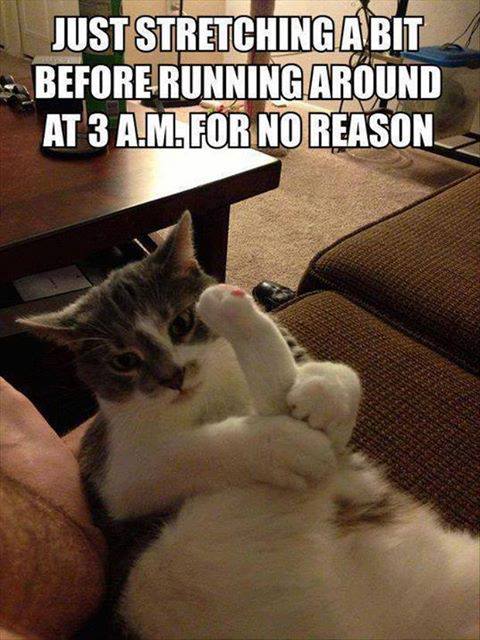 Cat - Just stretching a bit before running around at 3 am for no reason 
