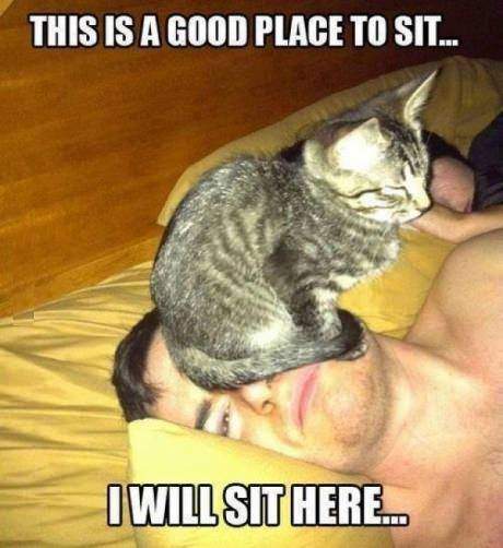 This is a good place to sit, I will sit here - Cat
